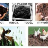 Když je lepší dát hnůj do půdy, na podzim nebo jaro